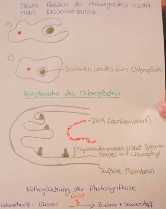 Chloroplast