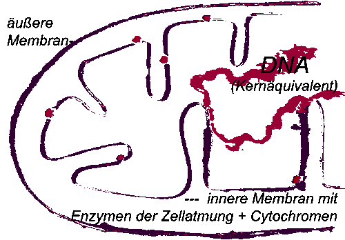 Mitochondrium